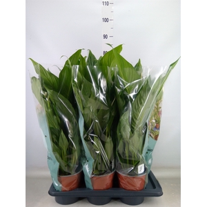Spathiphyllum  'Bingo Cupido'