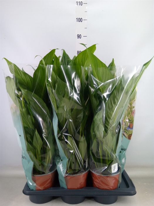 <h4>Spathiphyllum  'Bingo Cupido'</h4>