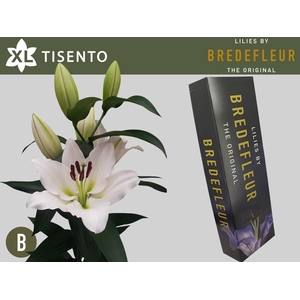 LI OT TISENTO QUALITY BOX 4+