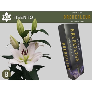 LI OT TISENTO QUALITY BOX 4+