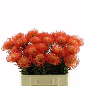 Leucospermum Cord. Succession