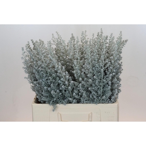 Kochia (Maireana Sedifolia)