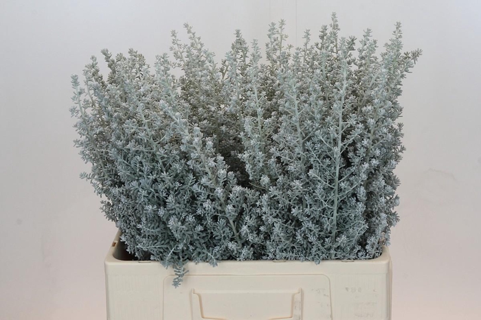 <h4>Kochia (Maireana Sedifolia)</h4>