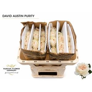 Rosa David Austin Purity