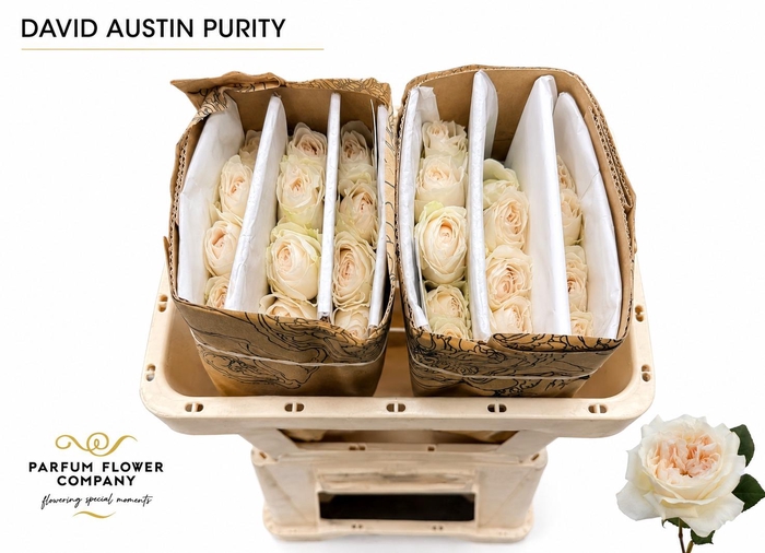 <h4>Rosa David Austin Purity</h4>
