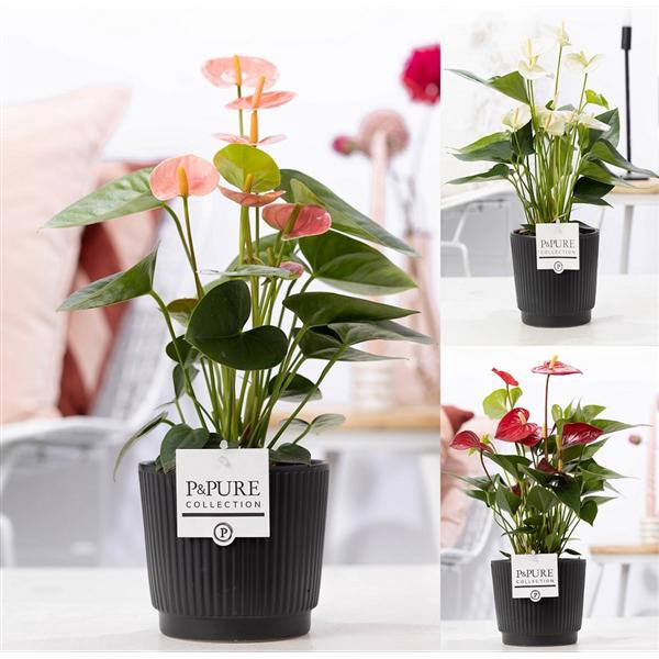 <h4>Anthurium mix in P&PURE Liv ceramics matt black</h4>