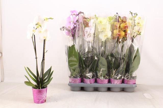 <h4>PHAL GEM 5 KL</h4>