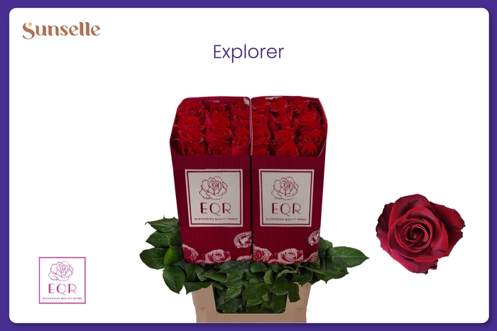 <h4>R GR EXPLORER</h4>