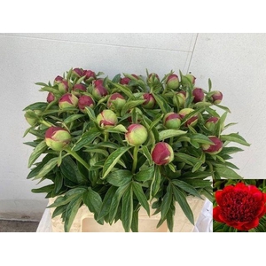 PAEO RED CHARM