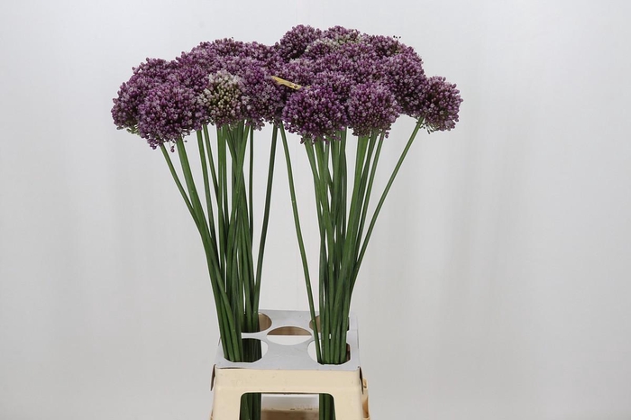 <h4>Allium Purple Mystery</h4>