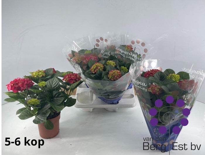 <h4>HYDR M SPEEDY RED</h4>