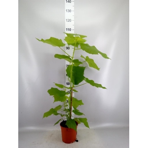 Sparrmannia africana