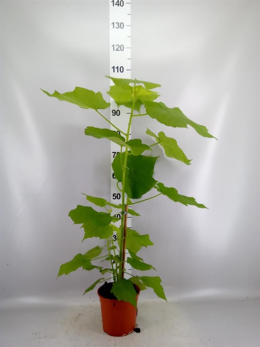 <h4>Sparrmannia africana</h4>