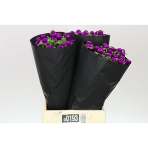 Gomphrena Gl Purple