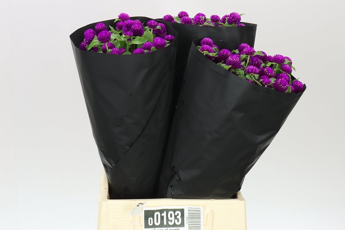 <h4>Gomphrena Gl Purple</h4>