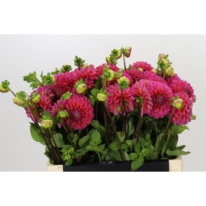 Dahlia Dikara Superb