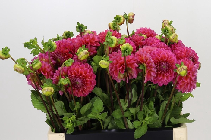 <h4>Dahlia Dikara Superb</h4>