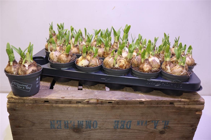 <h4>arr8 Narc O Tete A Tete</h4>