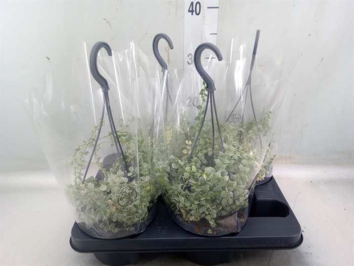 <h4>Dischidia ruscifolia</h4>