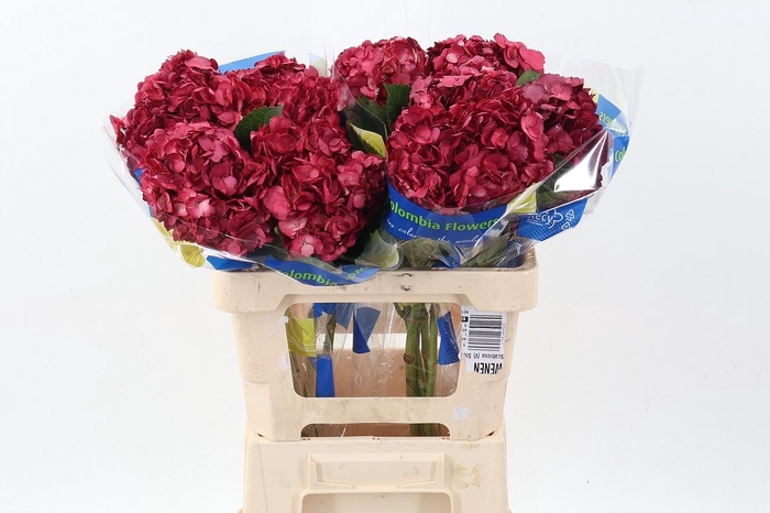 <h4>Hydr Smokey Crimson</h4>