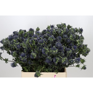 Eryngium Magical Grand Lagoon