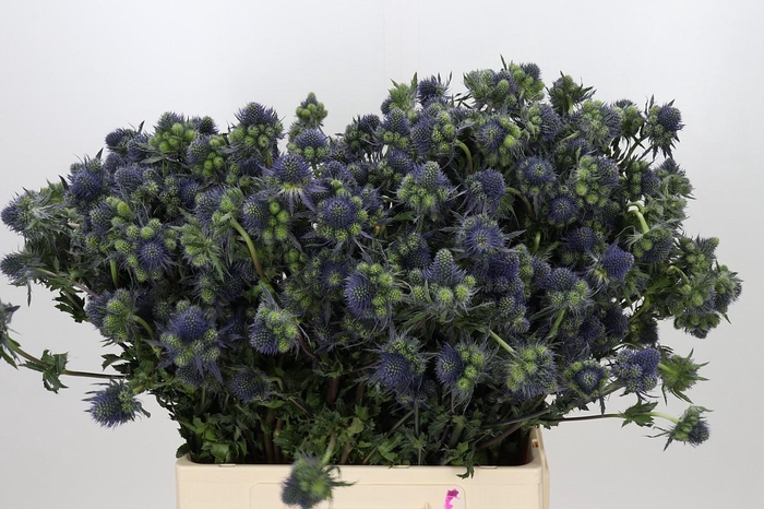 <h4>Eryngium Magical Grand Lagoon</h4>