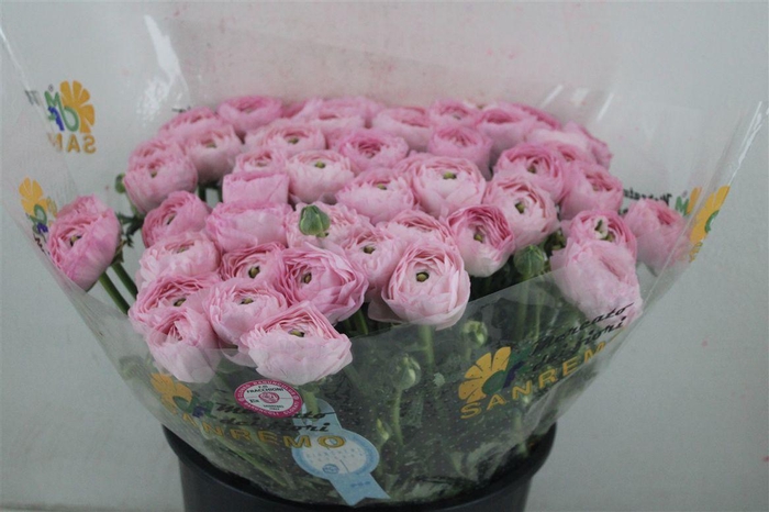 <h4>Ran Cloni Sup Confetto San Mauro</h4>