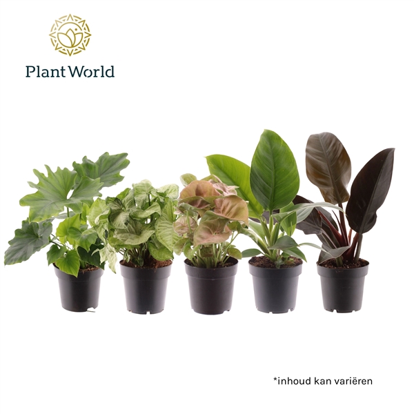 <h4>Kamerplant Mix Feel Green</h4>