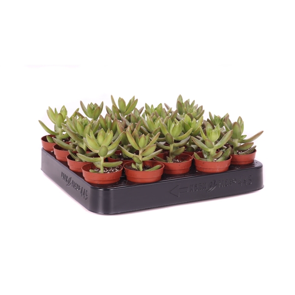 <h4>Sedum nussbaumerianus 5,5 cm</h4>