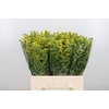 Solidago Carzan Glor