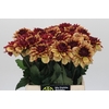 Dahlia Creme de Cognac