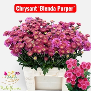 CHR T BLENDA PURPER