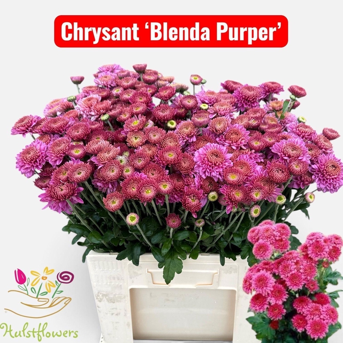 <h4>CHR T BLENDA PURPER</h4>