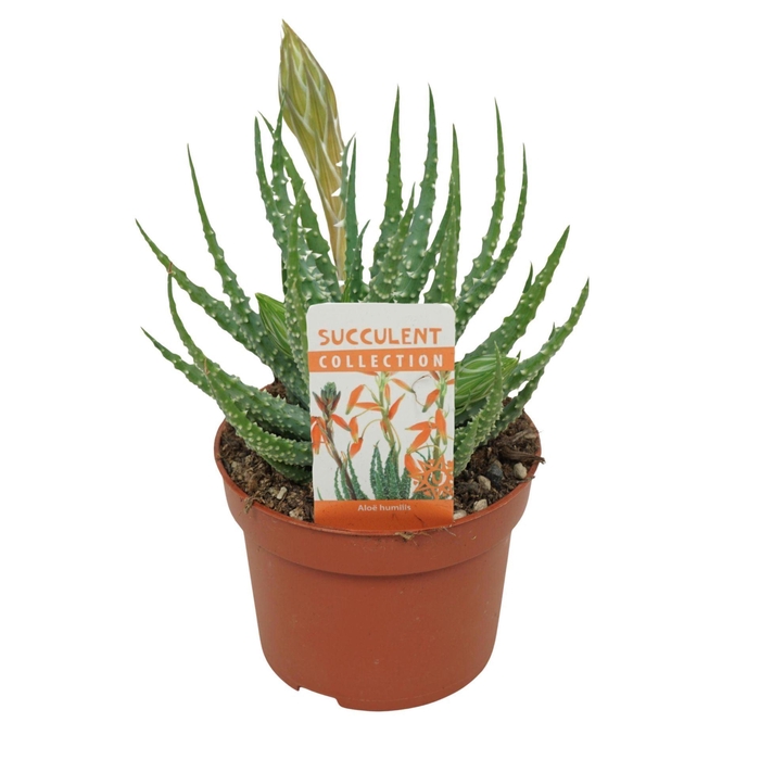<h4>Aloe humilis</h4>