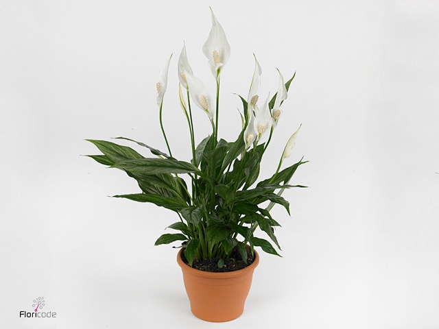 Spathiphyllum  'Silver Cupido'