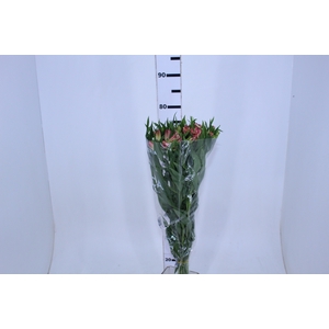ALSTROEMERIA PAPILLON 080 CM ROSA
