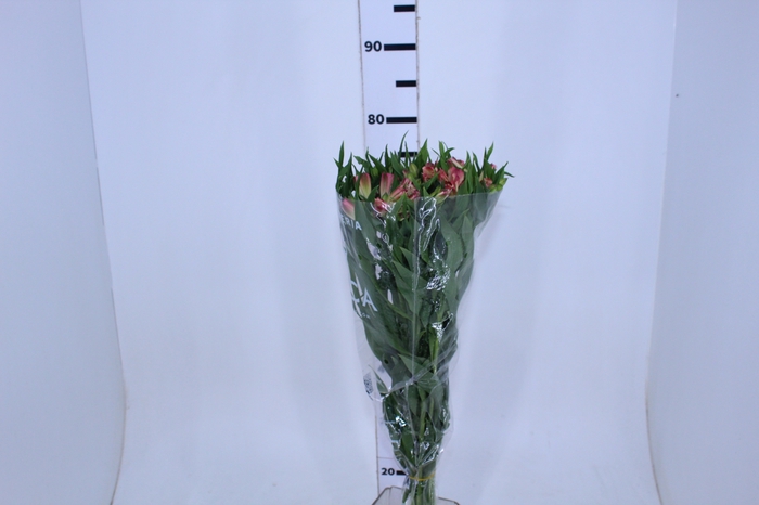 ALSTROEMERIA PAPILLON 080 CM ROSA