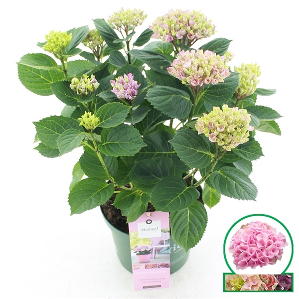<h4>Hydrangea macrophylla Magical Revolution® Rose</h4>