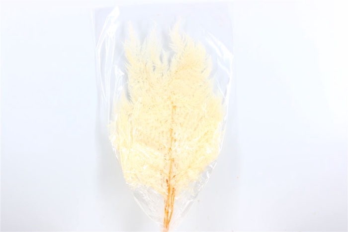 Pres Leatherfern Lvs 10pc Bleached
