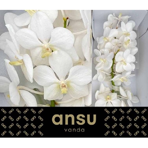 VANDA TAYAN OPAL WHI