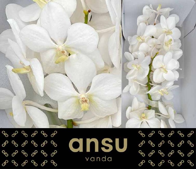 VANDA TAYAN OPAL WHI