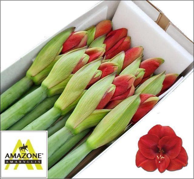 <h4>HIPPEASTRUM GA 'FERRARI'</h4>