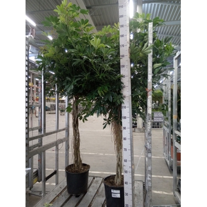 Schefflera arbor. 'Compacta'