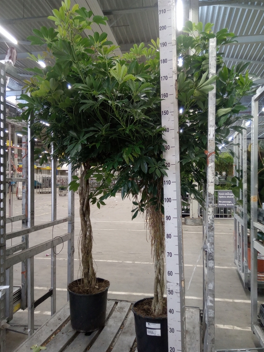 <h4>Schefflera arbor. 'Compacta'</h4>