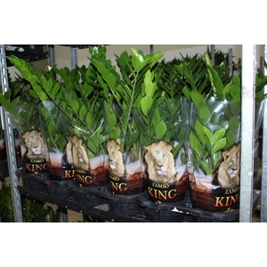ZAMIOCULCAS P17