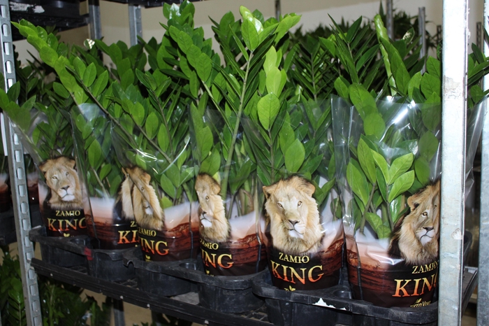 <h4>ZAMIOCULCAS P17</h4>