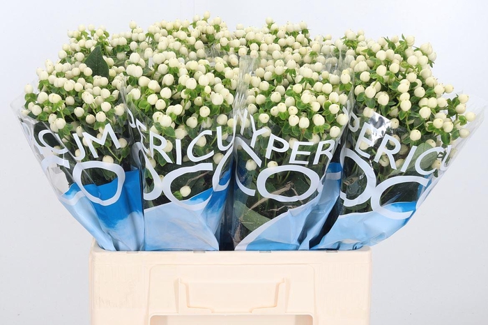 <h4>Hyp Coco Uno</h4>