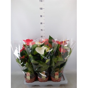 Anthurium   ...mix 4