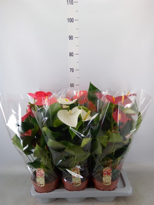 <h4>Anthurium   ...mix 4</h4>