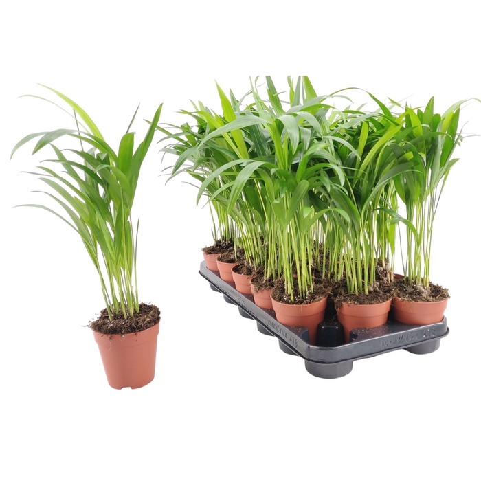 <h4>Dypsis lutescens   ...Chrysalidoca</h4>